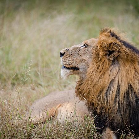 Serondella Safari Lodge Thornybush Game Reserve Exterior foto