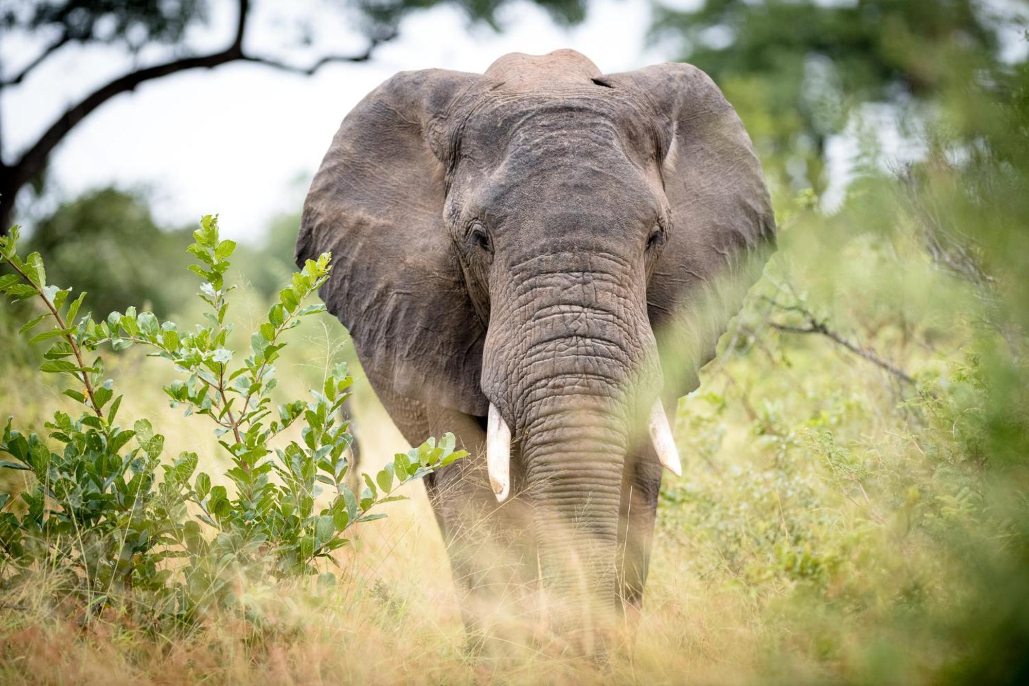 Serondella Safari Lodge Thornybush Game Reserve Exterior foto