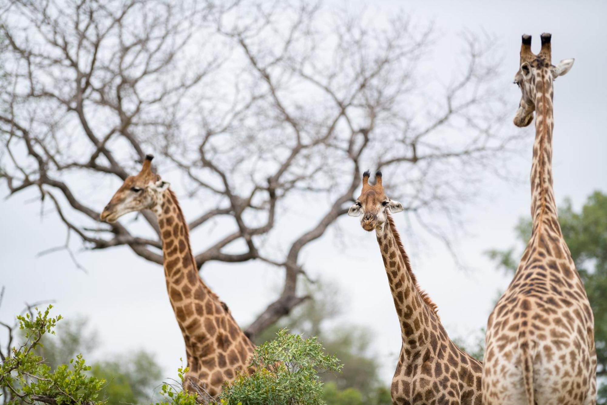Serondella Safari Lodge Thornybush Game Reserve Exterior foto