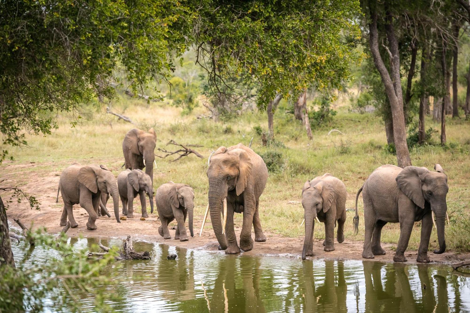 Serondella Safari Lodge Thornybush Game Reserve Exterior foto